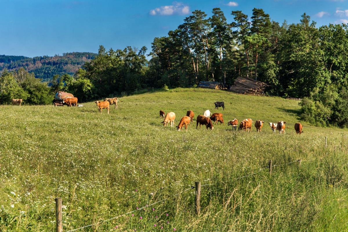 Původ masa u krmiva: proč dává smysl vědět, odkud suroviny pochází