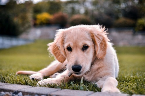 Speciální výživa pro koťata a štěňata: Na co nezapomenout v prvním roce života