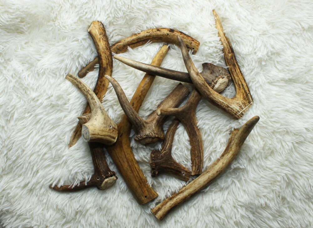 Parůžky - pamlsek 140-180 g